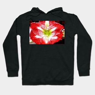 Amaryllis Ambush Hoodie